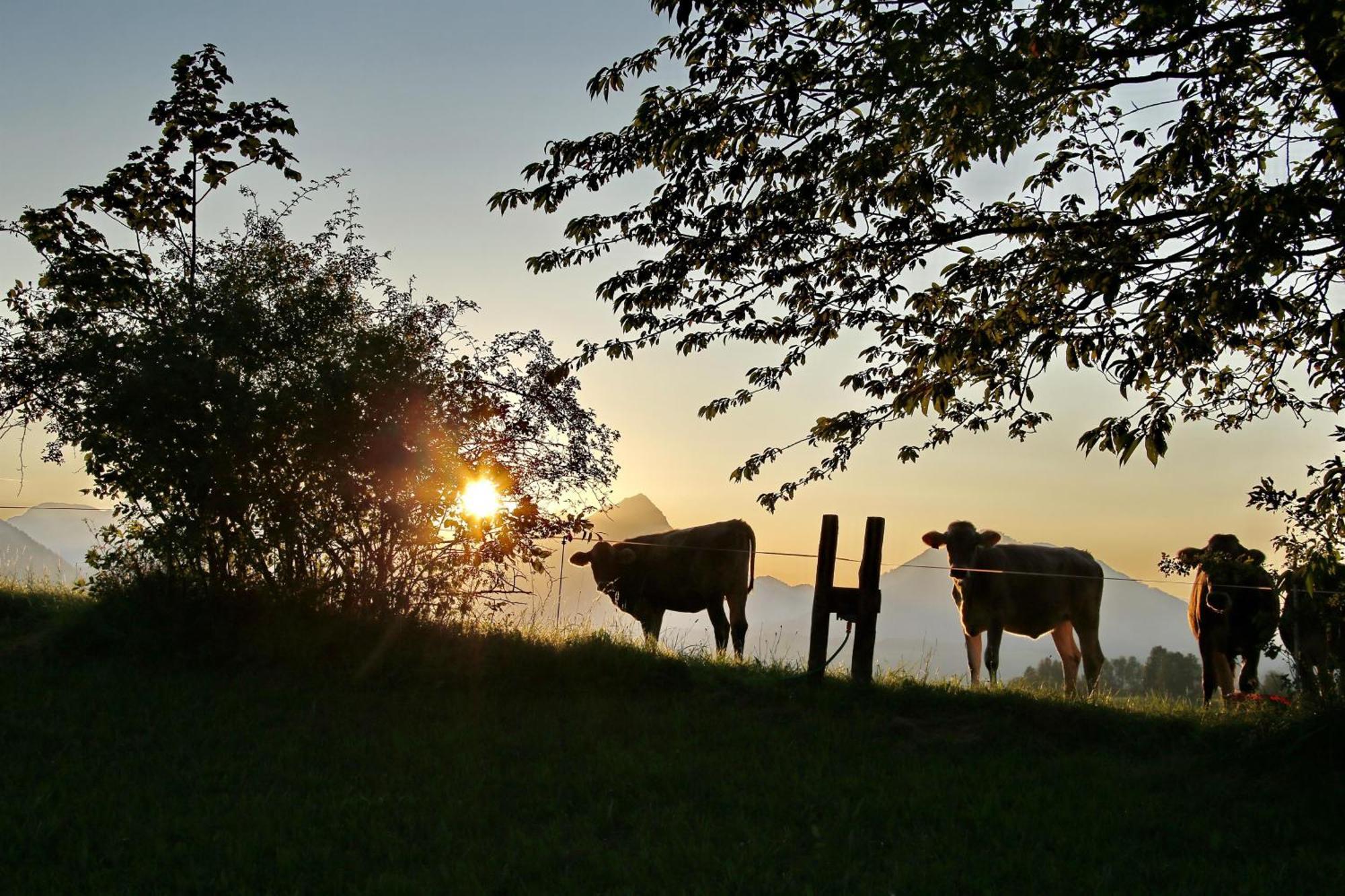Ferienwohnung Pyhrgasblick Rosenau am Hengstpass Bagian luar foto